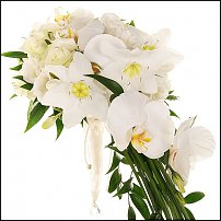 www.floristic.ru - .  .