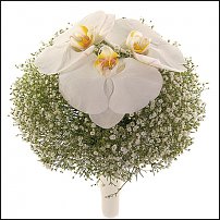 www.floristic.ru - .  .