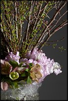 www.floristic.ru - . -     "   " 25.03.2008