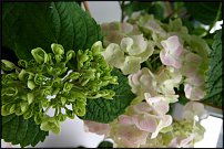 www.floristic.ru - .    