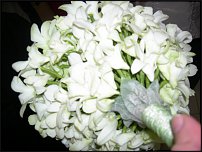 www.floristic.ru - .  