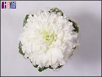 www.floristic.ru - . !!!!!