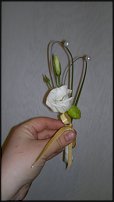 www.floristic.ru - .  