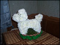 www.floristic.ru - .   ....