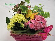 www.floristic.ru - .  