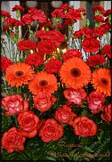 www.floristic.ru - .  