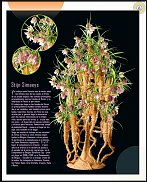 www.floristic.ru - .  " World" Magazine "Flowers World"