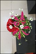 www.floristic.ru - . WEB      " WEB format"