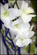 www.floristic.ru - .   .