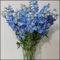 www.floristic.ru - . "April Flowers"   .